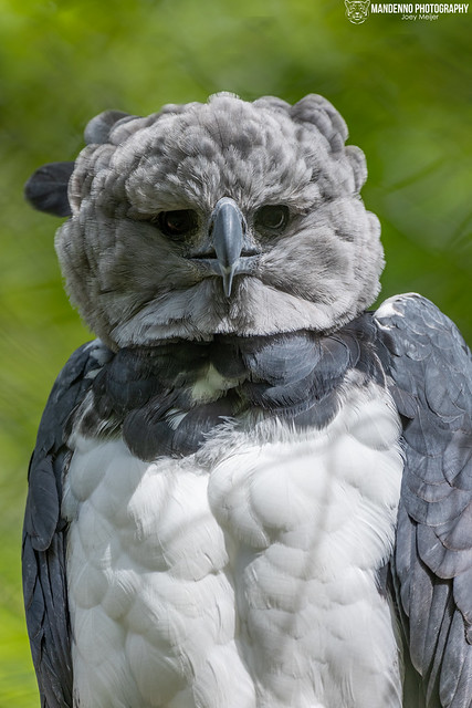Harpy eagle - Tiergarten Nurnberg