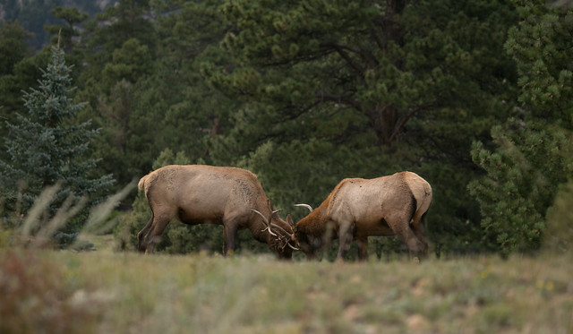 Two bull elk sparring during rut