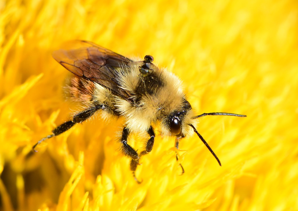 Hunt's bumble bee at Seedskadee NWR