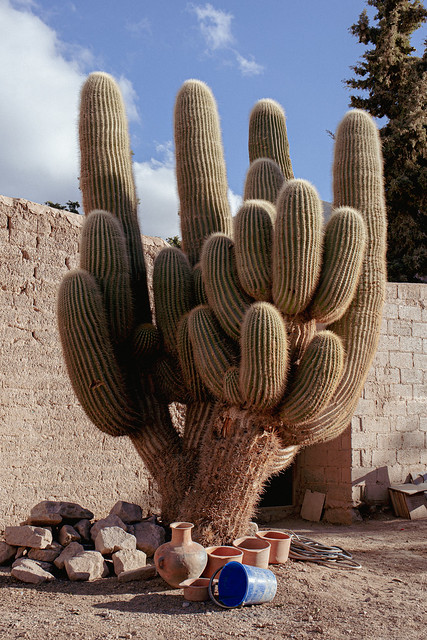 Cactus Punmamarca