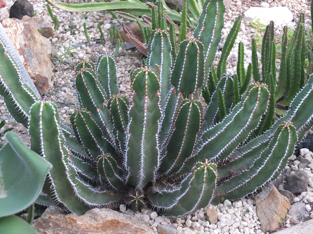 Euphorbia avasmontana stammt aus Südafrika und dem benachbarten Namibia.