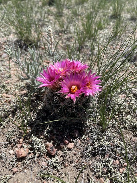 Blooming Spinystar Cactus within the Wyoming Toad Conservation Area
