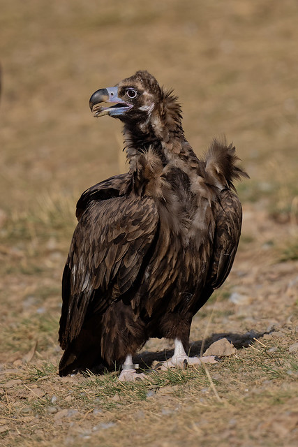 Vautour moine - Aegypius monachus - Cinereous Vulture - Mönchsgeier - Buitre negro - Avvoltoio monaco