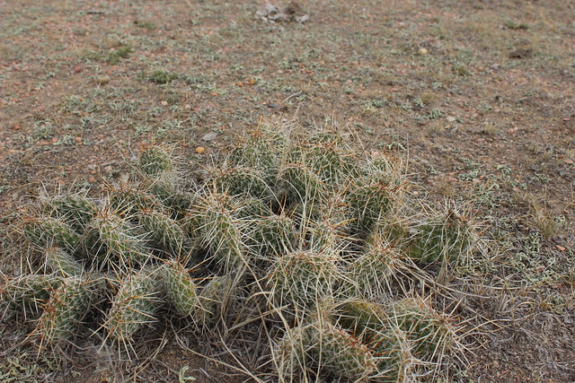 Wyoming Toad Conservation Area: Upland:  Prickly Pear Cactus