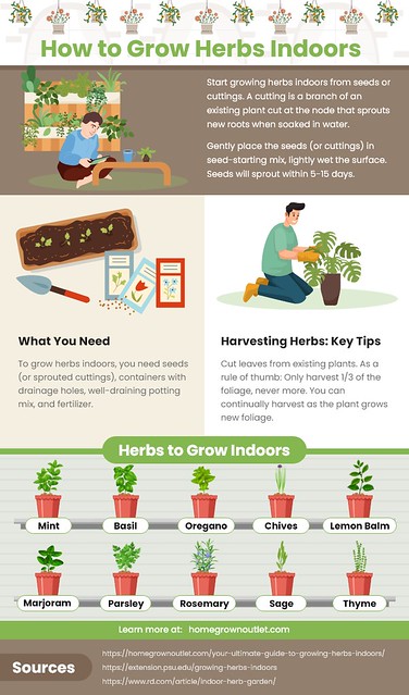 How to grow herbs Indoors