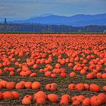 Orange Crush An entire field of pumpkins ready to be picked up and transported to kids everywhere (big kids too).