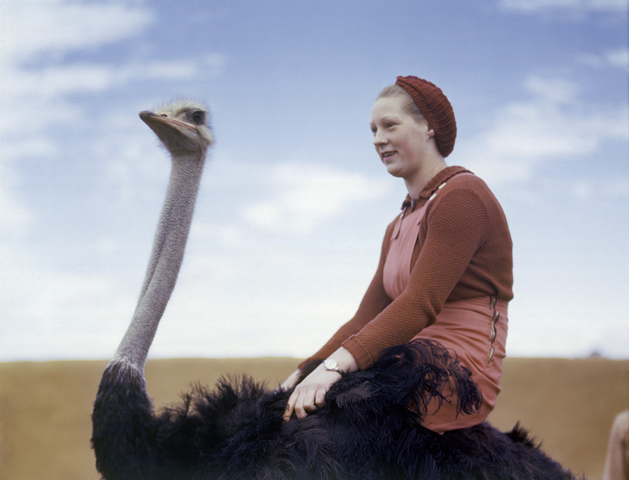 Kingdom Animalia 009 - Woman riding an ostrich - 1942