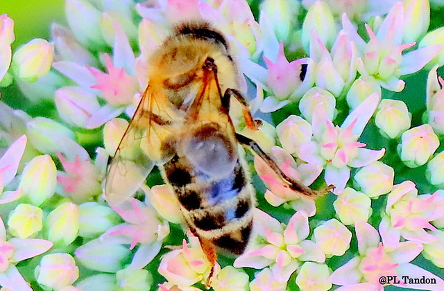 Honeybee on Sedum spectabile