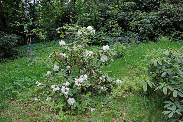 Rhododendron 'Zuiderzee' - BG Meise 230515-4