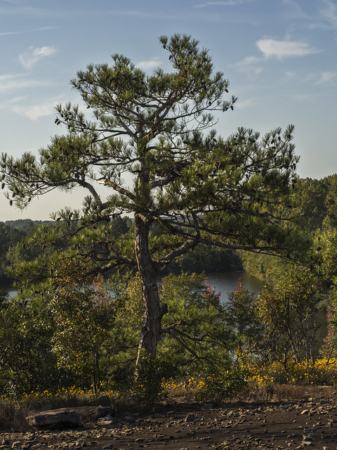 Pine tree, above Mountain Lake