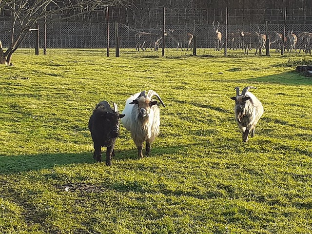 Rams (male sheep) in the meadow (Germany). Rammen (Mannetjesschapen)  in de weide (Duitsland). Béliers (moutons mâles) dans le pré (Allemagne). Widder (männliche Schafe) auf der Wiese (Deutschland).