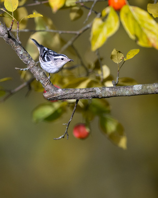 Black-and-white Warbler - Ohio