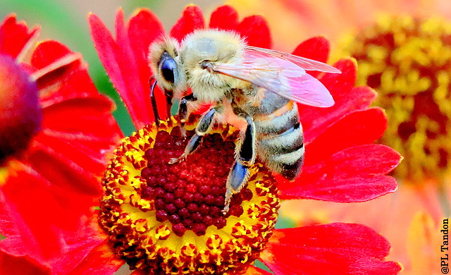 Honeybee on Gaillardia