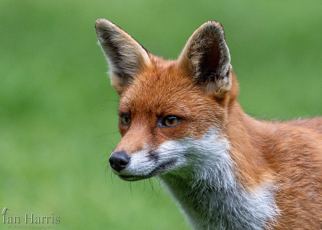 Close up Fox