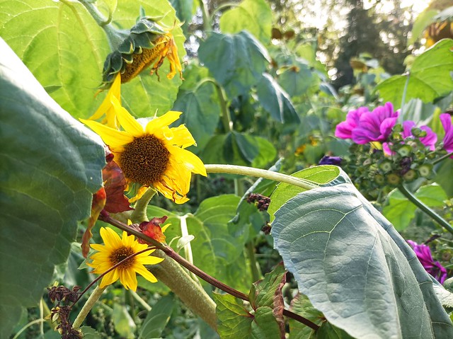 Sonnenblumen im Freilichtmuseum Molfsee