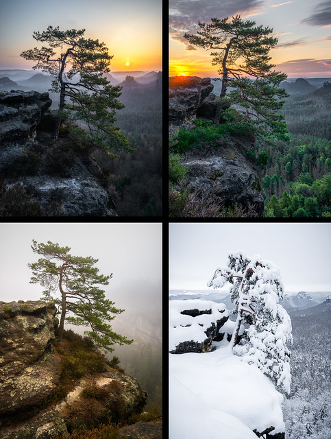 One tree, four seasons four years - Ein Baum, vier Jahreszeiten, vier Jahre