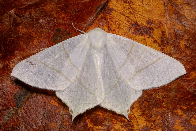 garden moths 071