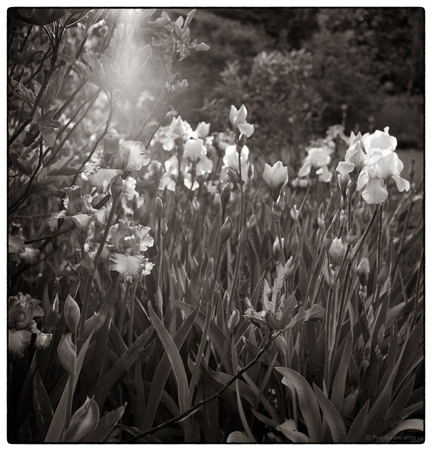 May Irises