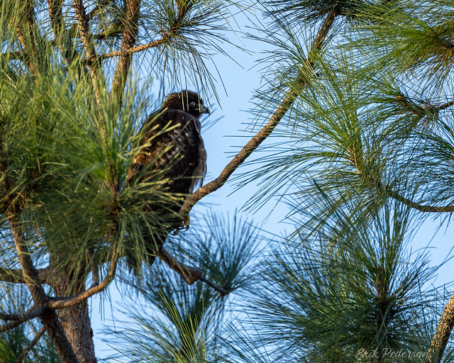 Hawk in Pine Tree