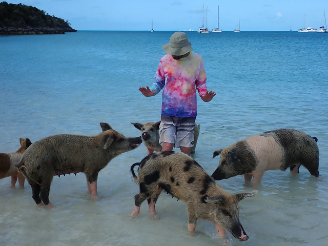 Russ and Friends, Big Major Cay (Pig Cay), Exumas, The Bahamas