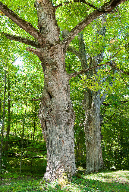 the same Maple tree, close up.