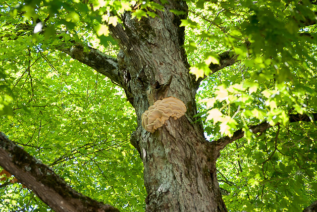 A big fungus growing on the big Maple tree