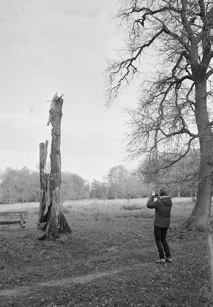 Photographing a dead tree