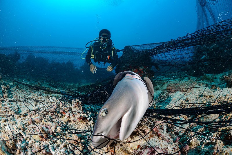 潛水員剪開漁網拯救白鰭鯊。攝影：帕迪歐（East Pardillo）