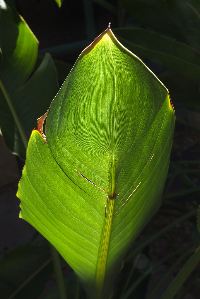 Backlit banana leaf in the Historic Porter Garden, Tucson Botanical Gardens, October 2023