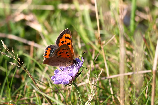 Small copper butterfly