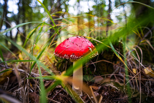 Fly agaric / Fliegenpilz