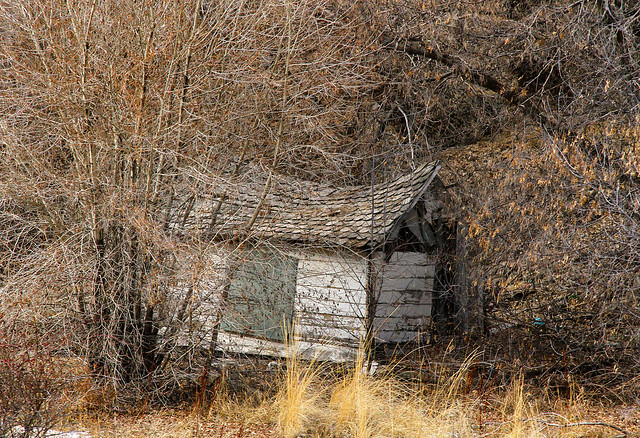 Old Shack in the Woods