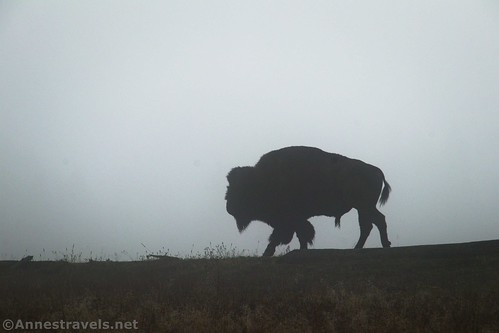 Silhouette of a bison on Firehole Flat, Yellowstone National Park, Wyoming