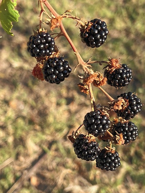 Blackberries in Maremma. Explore 13.10.2023