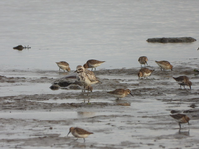 Grey Plover with Dunlin