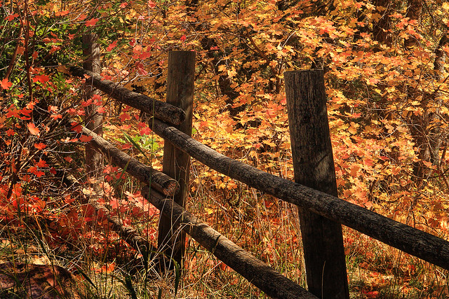 Fenced Fall