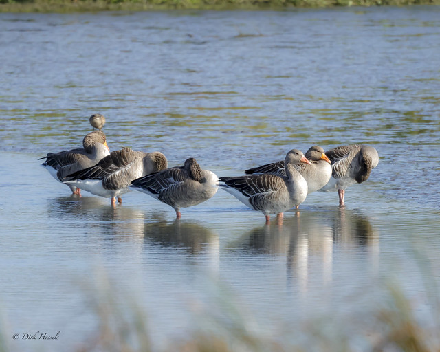 Greyleg Goose | Grauwe Gans | Graue Gans, (Anser anser)
