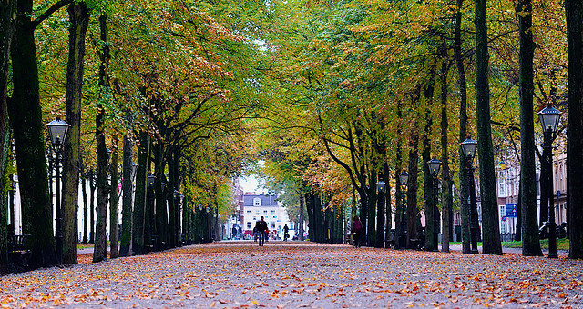 Herfst in Den Haag