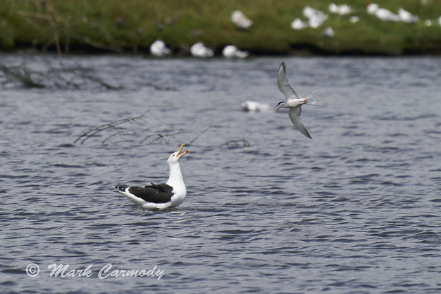 Common Tern/Geabhróg (Sterna hirundo) vs.Great Black-backed Gull/Droimneach mór (Larus marinus)