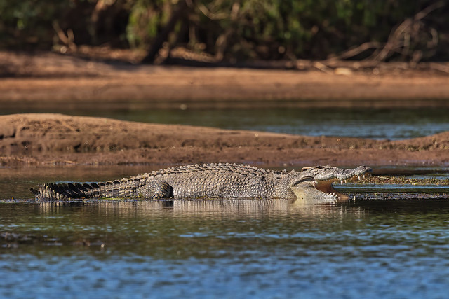 Ord River Croc. Lucky Last!