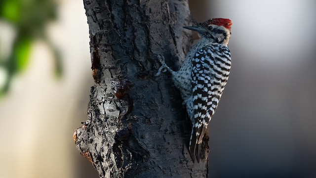 Working Ladderback Woodpecker (Dryobates scalaris), Bernalillo County, New Mexico USA