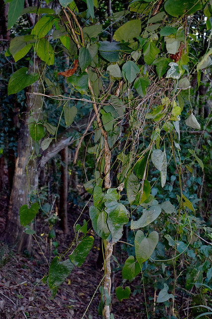 Aristolochia acuminata, Mt Whitfield, Cairns, QLD, 14/09/23