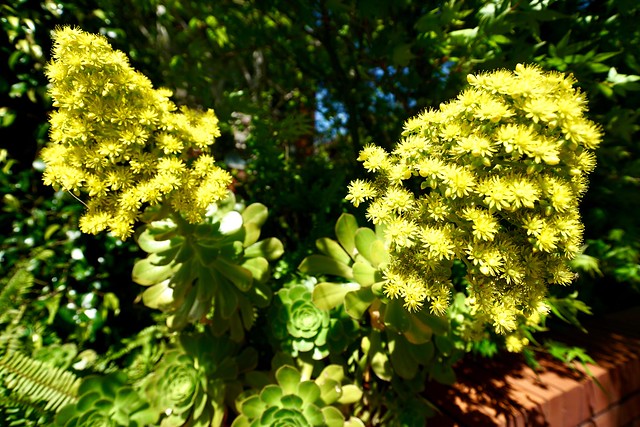 Tree Aeonium flowers