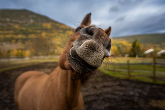 The curious nose of a neighboring horse