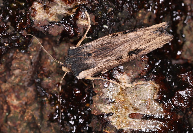 Kåbeugle (Sword-grass Moth / Xylena exsoleta)