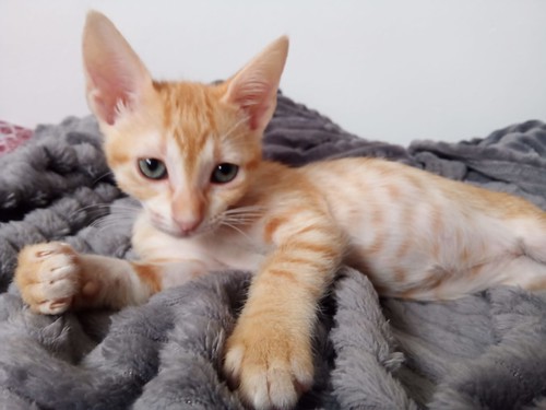 Rufus, gatito rubio guapetón y juguetón esterilizado, nacido en Agosto´23, en adopción. Valencia. ADOPTADO. 53257134516_e2941f2b7e