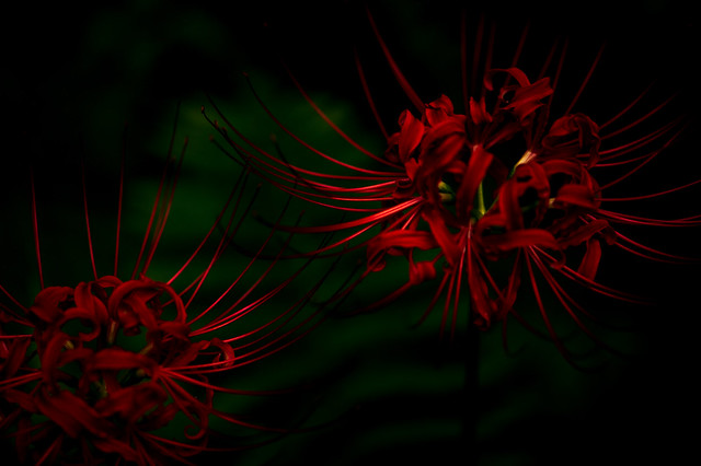 薄暗い林に輝る彼岸花 #5ーSpider Lilies  in the Dusk #5