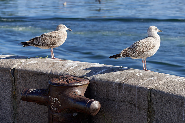 Seagulls in Deauville ...