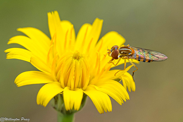 CALLIGRAPHER HOVERFLY
