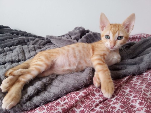 Rufus, gatito rubio guapetón y juguetón esterilizado, nacido en Agosto´23, en adopción. Valencia. ADOPTADO. 53257484404_6ccc9d1852